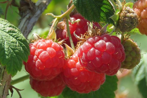 Počinje velika akcija kontrole malinjaka širom Srbije