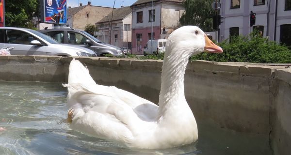 Đura na šabačkoj kaldrmi