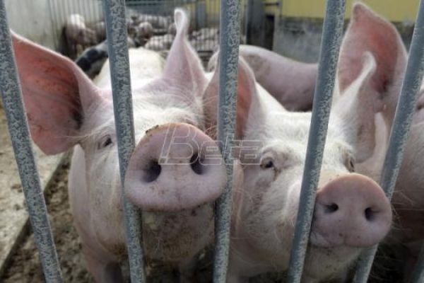Proizvođači svinja u Srbiji sutra kod ministra Nedimovića