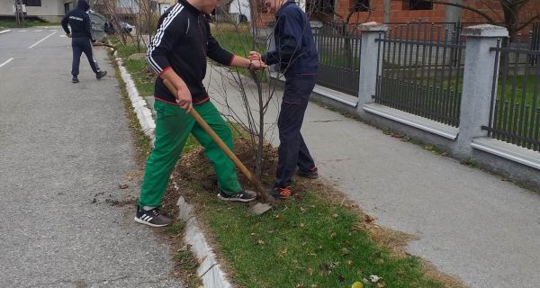 Novi drvoredi u Teslinoj  i Ulici Vuka Karadžića