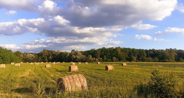 ŽETVA, ČIŠĆENjE, SUŠENjE   I  SKLADIŠTENjE  PŠENICE